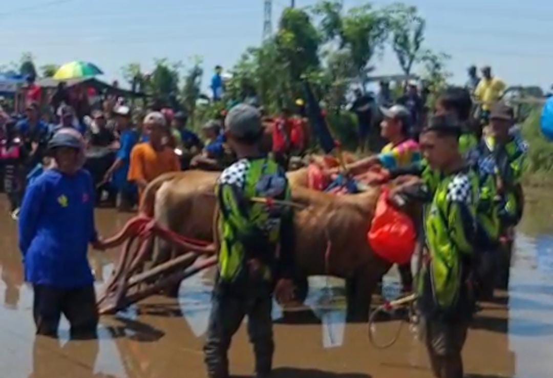Kerapan Sapi Brujul Kota Probolinggo Ricuh, Ada Peserta Tidak Terima Kekalahan