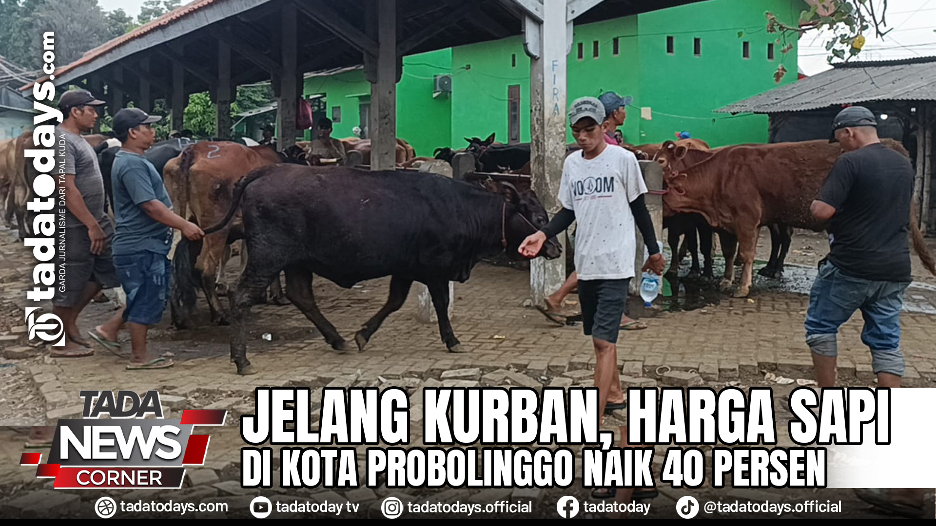 JELANG KURBAN, HARGA SAPI DI KOTA PROBOLINGGO NAIK 40 PERSEN