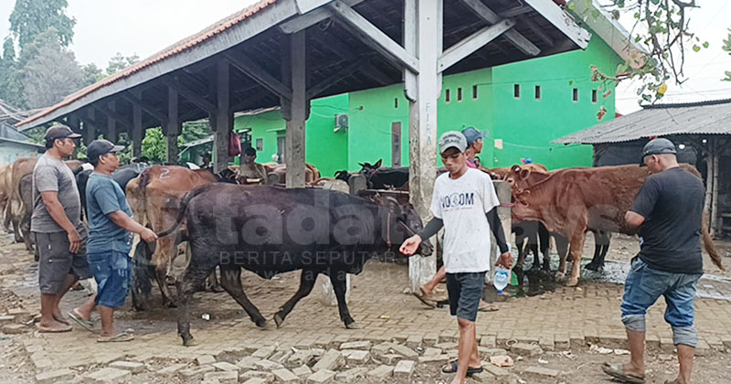 Harga Sapi di Kota Probolinggo Naik 40 Persen Menjelang Hari Raya Idul Adha