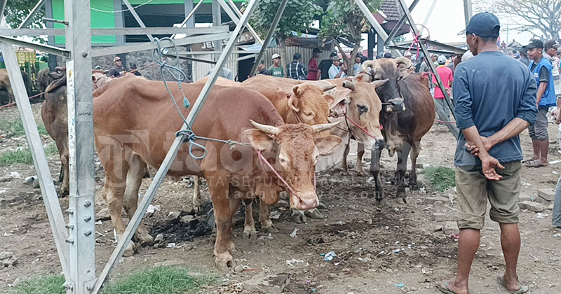 DPKPP Kota Probolinggo Imbau Pedagang Tidak Menjual Sapi Sakit