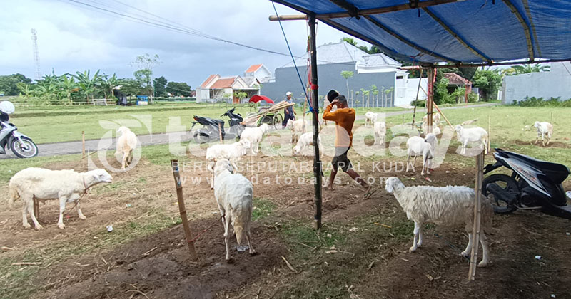 Pedagang Kambing di Kota Probolinggo Curhat Tidak Ada Kenaikan Harga, Ditawar Rp 2,5 Juta
