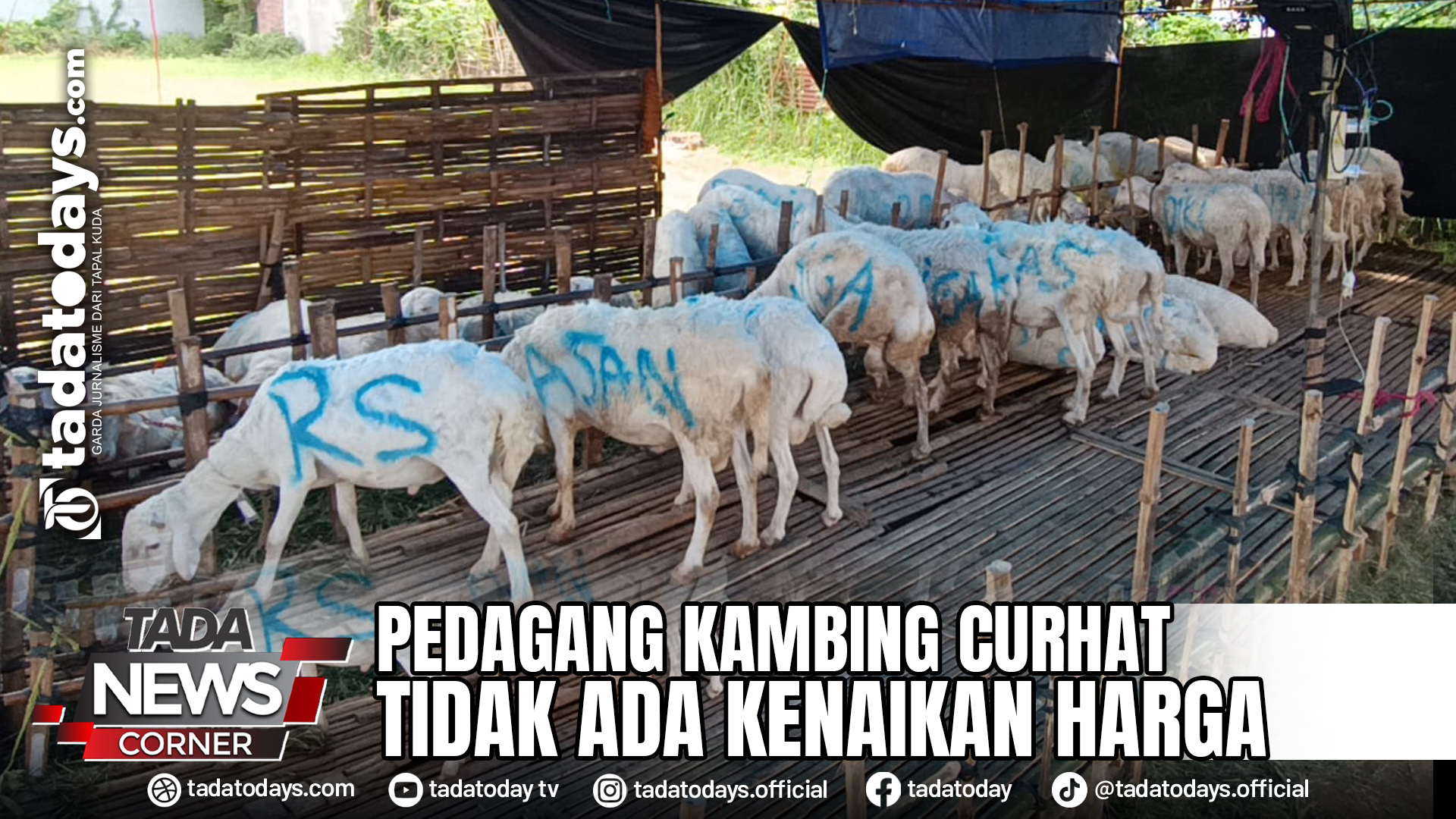 PEDAGANG KAMBING CURHAT TIDAK ADA KENAIKAN HARGA