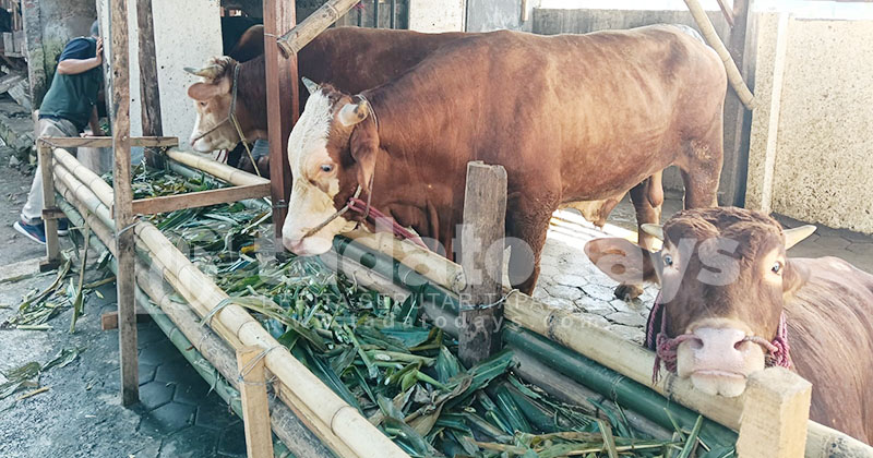 Jelang Idul Adha 2025, Penjualan Hewan Kurban di Jember Naik 25 Persen