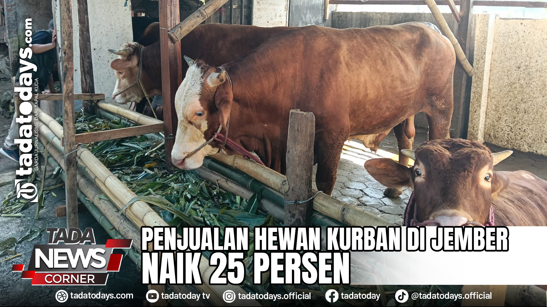 PENJUALAN HEWAN KURBAN DI JEMBER NAIK 25 PERSEN