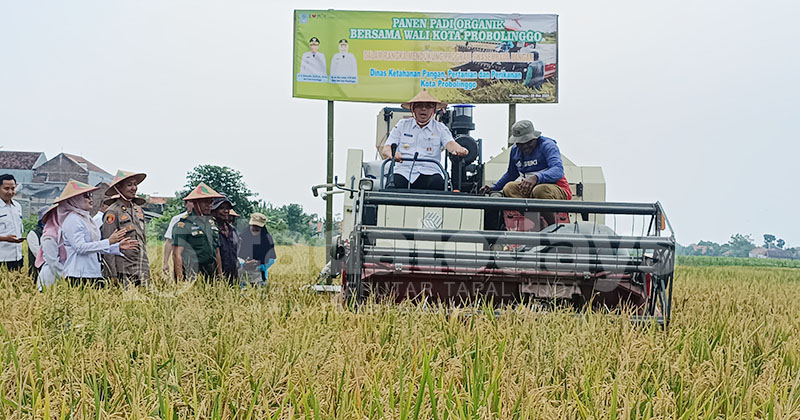 100 Petani Kota Probolingo Dilatih Budidaya Padi Organik, Siswa SMKN 2 Bikin Alat Pendeteksi Hama