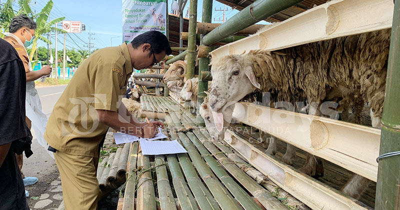 35 Titik Penjualan Hewan Kurban di Jember Disisir, Seekor Kambing Mengalami Gangguan Mata