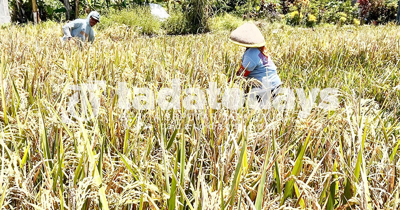 Banyuwangi Surplus 159.320 Ton Beras, Dukung Program Swasembada Pangan Presiden Prabowo