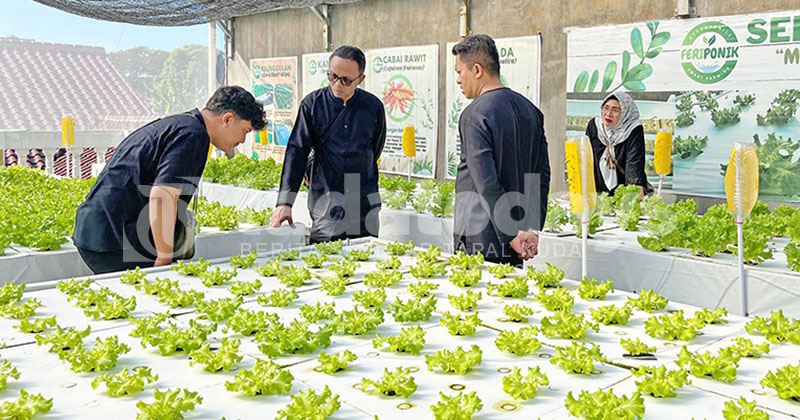 Inovasi Feriponik, Tanaman Rakit Apung Generasi ke-4 dengan Teknik Aerasi di Rooftop