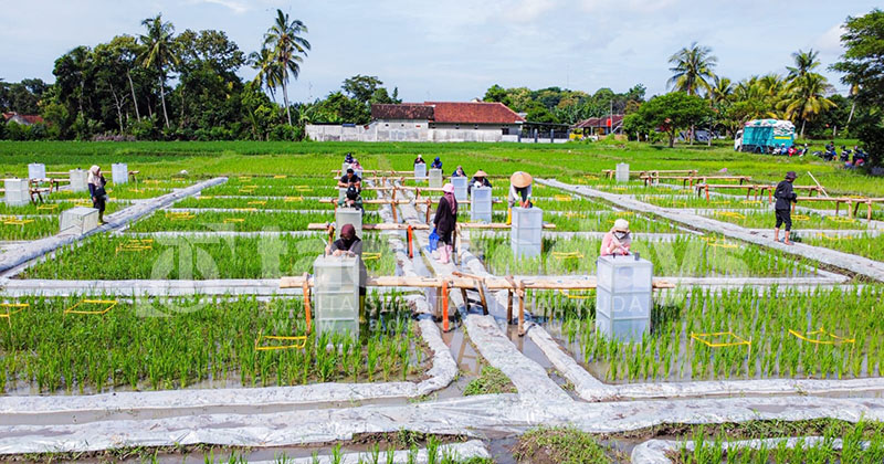 Banyuwangi Kembangkan Ekosistem Beras Biofortifikasi Pertama di Indonesia