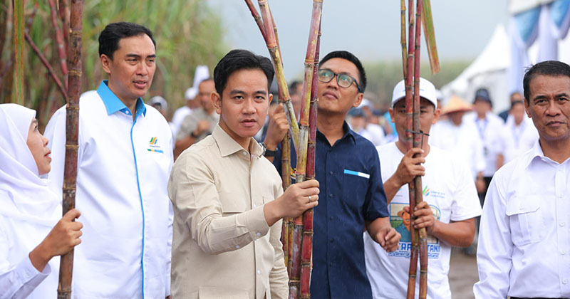 Wapres Gibran Panen Tebu dan Dialog dengan Petani Dukung Swasembada Pangan