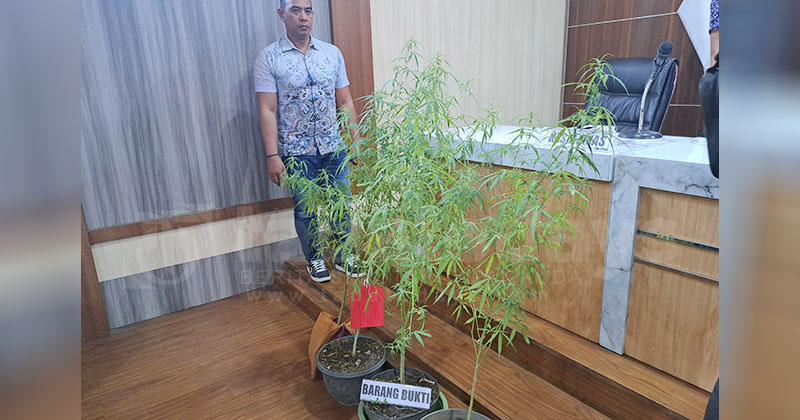Temukan 6 Batang Tanaman Ganja Hidup di dalam Rumah, Polisi Telusuri Jaringan Luar Jember