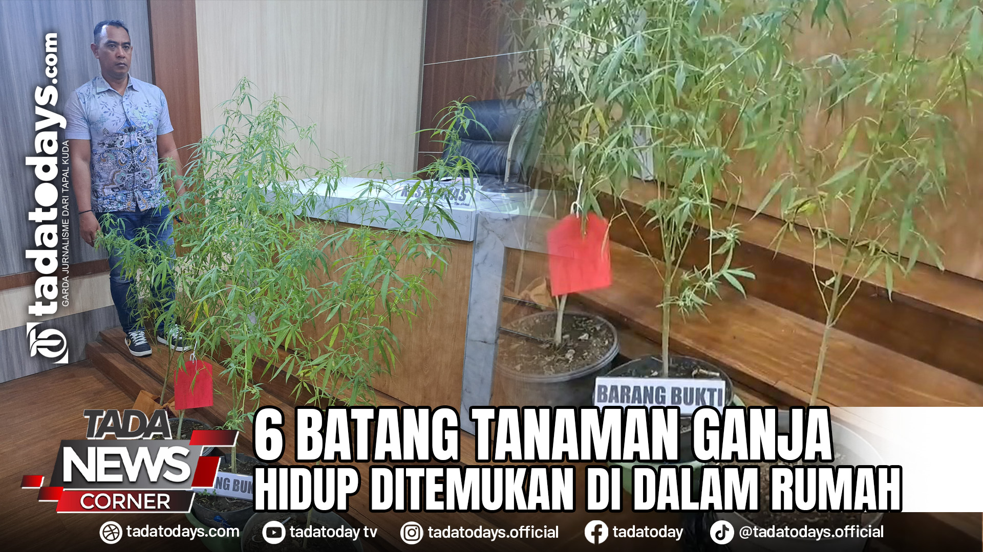 6 BATANG TANAMAN GANJA HIDUP DITEMUKAN DI DALAM RUMAH