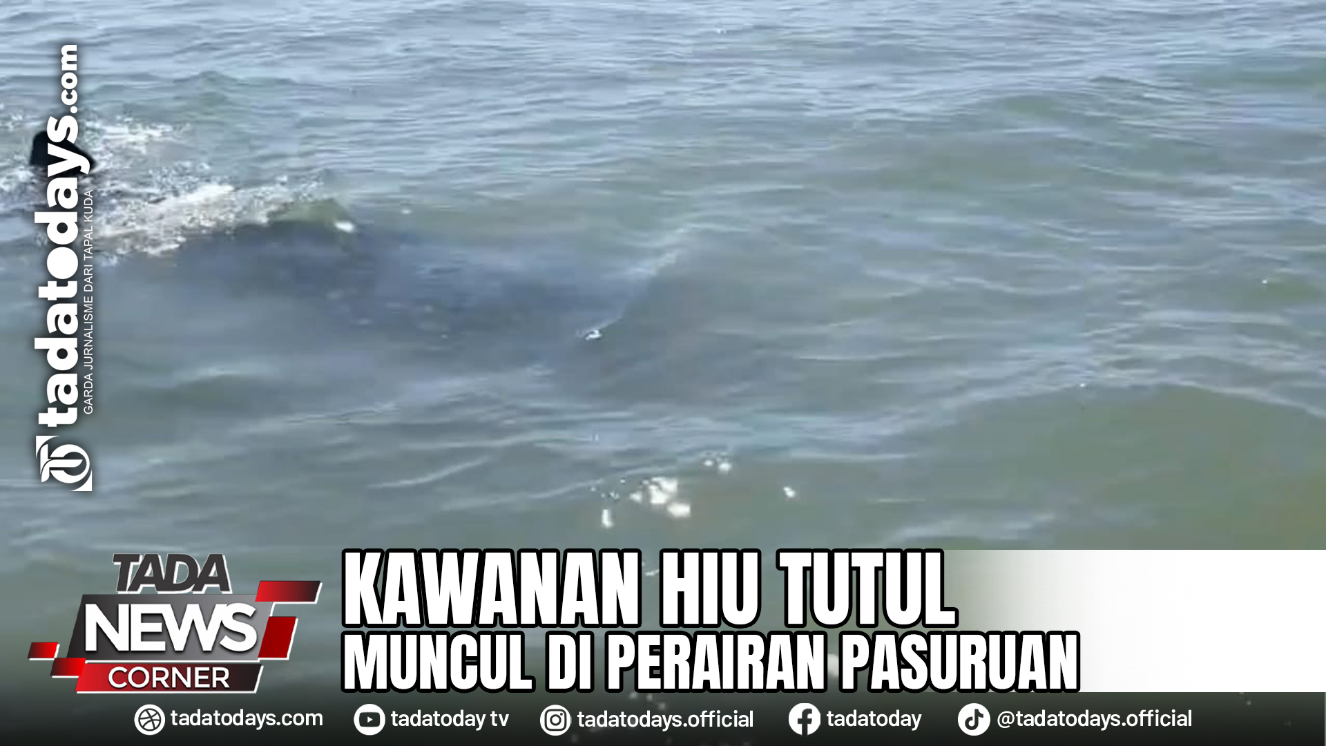 KAWANAN HIU TUTUL MUNCUL DI PERAIRAN PASURUAN