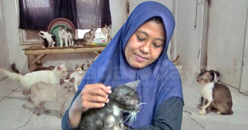 Kisah Farah Fadiana Ningrum, Penyedia Rumah Aman Kucing di Jember