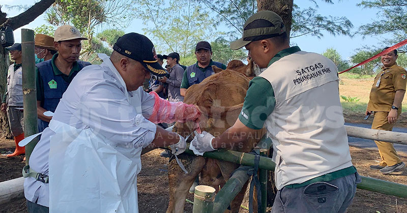Minim SDM, Pelayanan Kesehatan Ternak di Jember Belum Maksimal