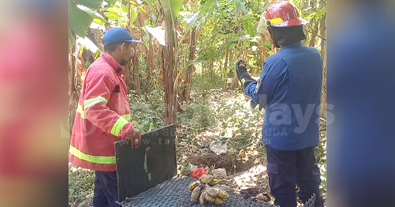 Damkar Pasuruan Buru Monyet Liar yang Cakar dan Gigit Bocah 5 Tahun sampai Masuk RS