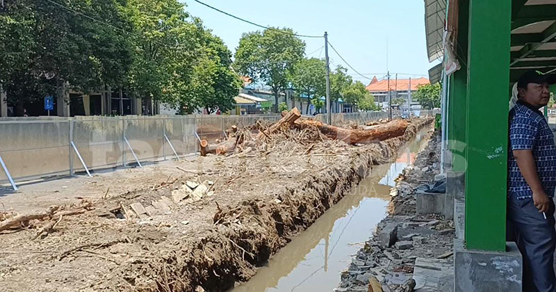 157 Pohon di Alun-Alun Kota Probolinggo Ditebang, Pemerhati: Seharusnya Dipertahankan
