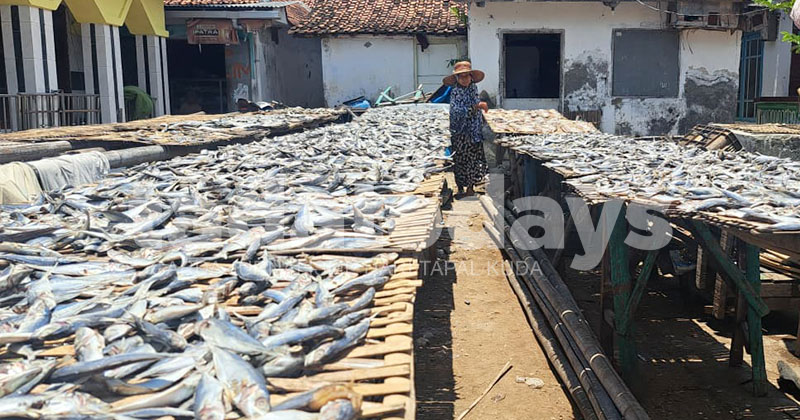 Menjemur Harapan di Tengah Cuaca Tak Menentu, Cerita Satira dan Ikan Asin yang Menjadi Nafas Hidup Puger