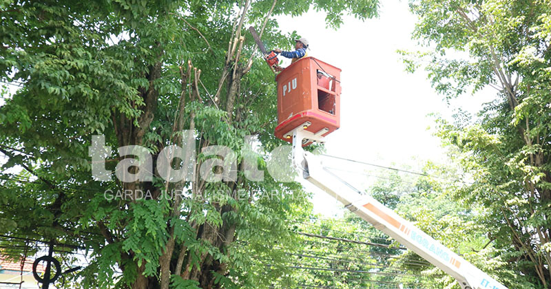 Pohon Rawan Tumbang Mulai Dipangkas, BPBD Jember Fokus di Kawasan Kota