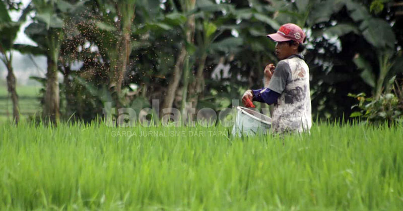Pupuk Subsidi Turun Harga, DPRD Jember Minta Pengawasan Diperketat