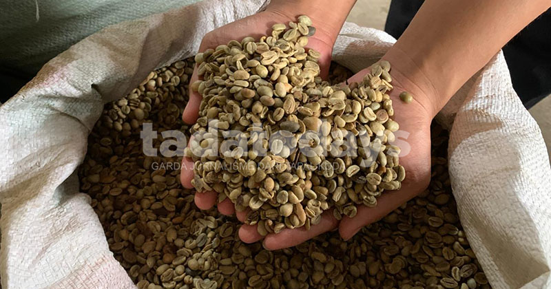 Mendengar Asa Petani Kopi Lereng Raung Jember: Pemerintah Hadirkan Sistem Distribusi Sendiri