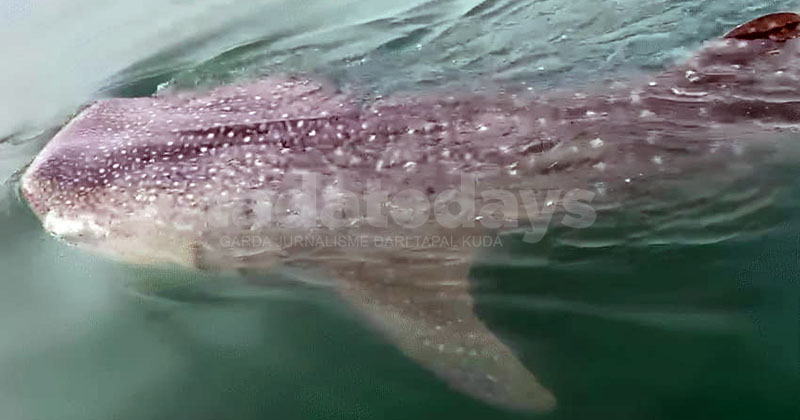 Hiu Tutul Muncul di Pantai Bentar Probolinggo, Jumlah Pengunjung Langsung Naik Berlipat