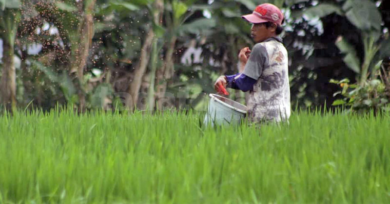 Enam Kali Realokasi, Perencanaan Pupuk Jember 2025 Dinilai Tidak Akurat