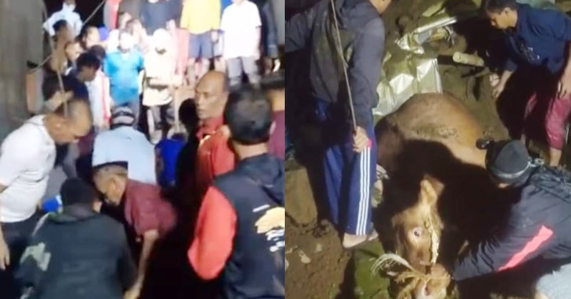 Warga Tutur Pasuruan Tewas Tertimpa Longsor Saat Mengevakuasi 5 Ekor Sapinya