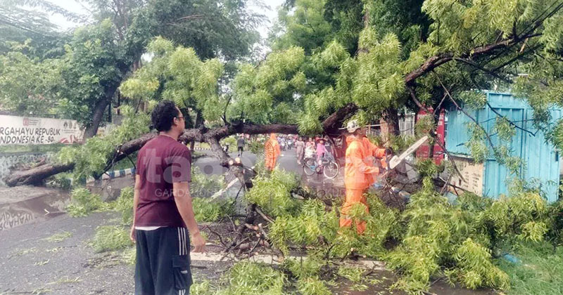 Pengendara Motor Meninggal setelah Tertimpa Pohon Tumbang di Jalan Mastrip Kota Probolinggo