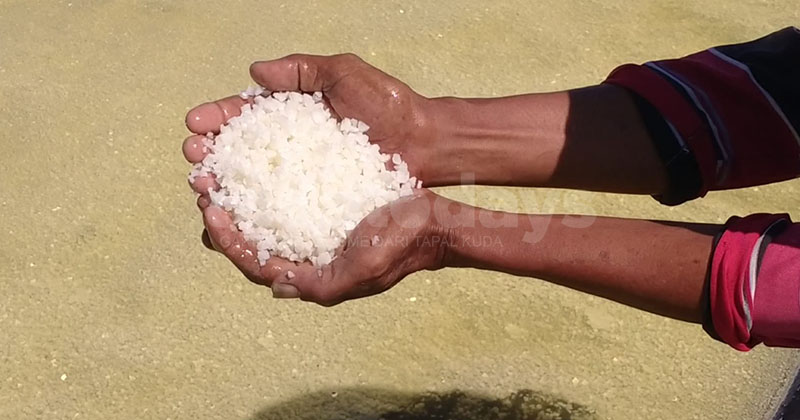 Produksi Garam di Kota Pasuruan Anjlok 2 Tahun Berturut-turut, Anomali Cuaca Jadi Penyebab