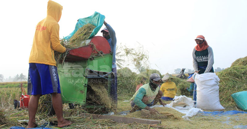 DPRD Jember Soroti Kacau Data RDKK, Ratusan Petani Terancam Tak Dapat Pupuk Subsidi