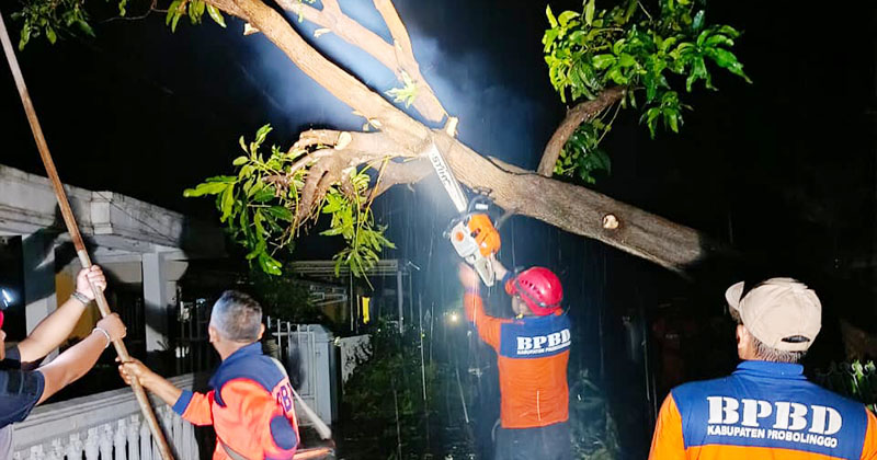 Puting Beliung Terjang Leces Probolinggo, Empat Rumah Rusak, Pohon Tumbang