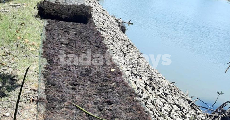 Petambak di Kota Pasuruan Bergeser Budidaya Rumput Laut, Produksi Mencapai 1.445 Ton