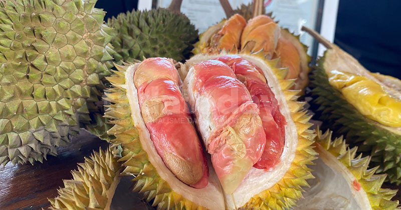Durian Merah Banyuwangi Resmi Berstatus Indikasi Geografis
