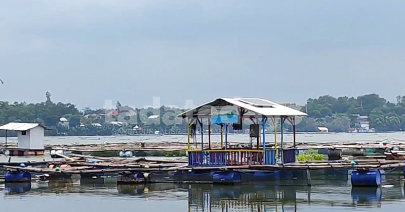 Hujan Deras Usir "Sapon" di Ranu Grati Pasuruan, Budidaya Ikan Keramba Pulih