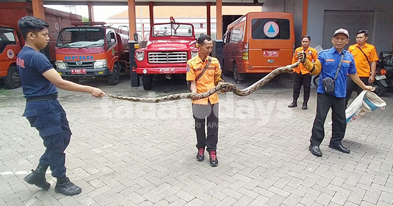 Ular Piton 3 Meter Gegerkan Warga Purutrejo Kota Pasuruan, Damkar Turun Tangan