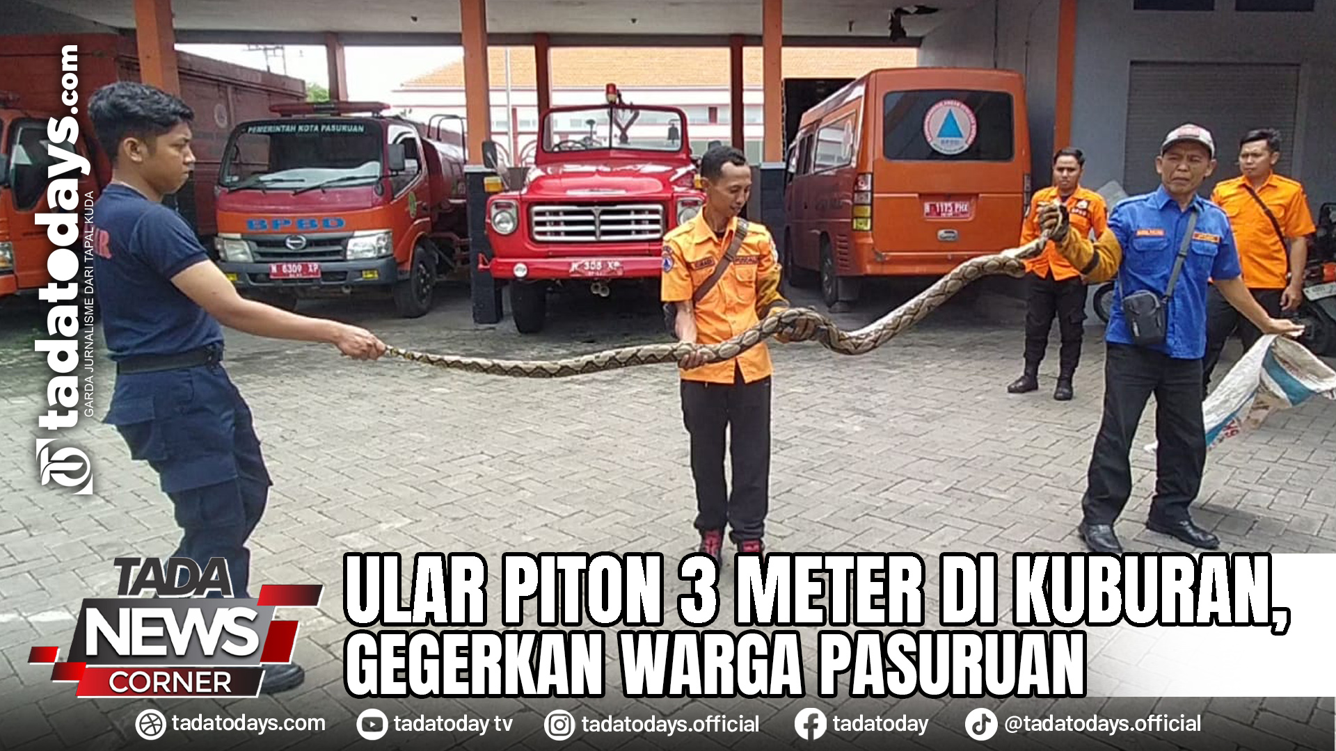 ULAR PITON 3 METER DI KUBURAN, GEGERKAN WARGA PASURUAN