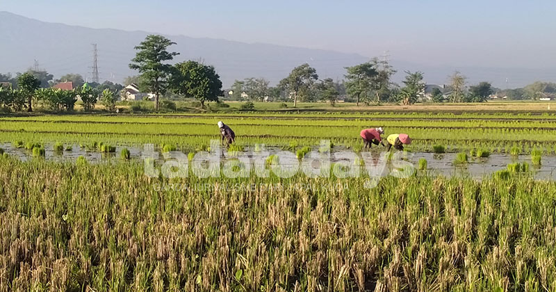 Luas Panen Padi Kota Pasuruan Susut 13,40 Persen, Produksi Gabah Kering Giling Turun 1.014 Ton