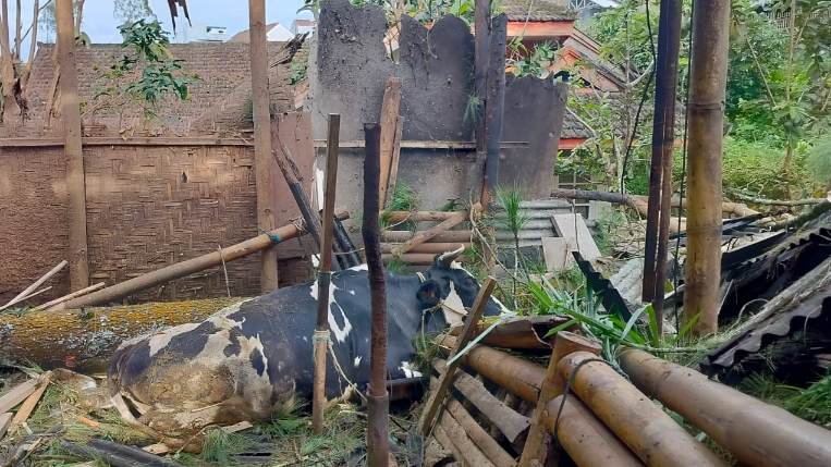 Angin Kencang Robohkan Pohon di Tutur Pasuruan, Satu Sapi Warga Mati Tertimpa