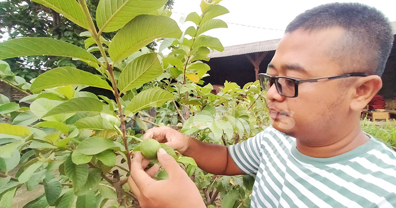 Warga Kota Pasuruan Membangun Integrated Farming, Ikhtiar Mendekatkan Sumber Pangan Keluarga di Perkotaan