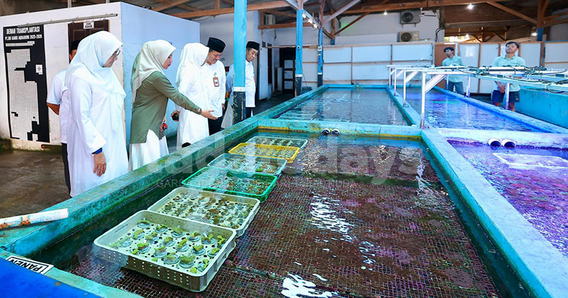 Koral Hias Banyuwangi Tembus Pasar Tiga Benua, Sekali Ekspor Capai USD 6.000