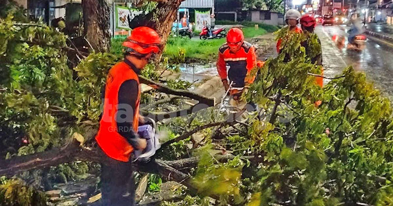 Pohon Tumbang di 26 Titik dalam Semalam di Pasuruan, 1 Korban Tertimpa Pohon Tak Sadarkan Diri