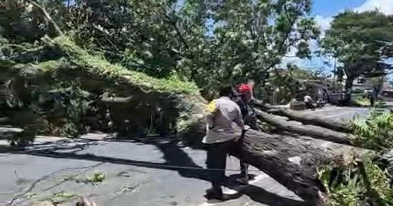 Angin Kencang Terjang Banyuwangi, 13 Pohon Tumbang dan 57 Rumah Rusak
