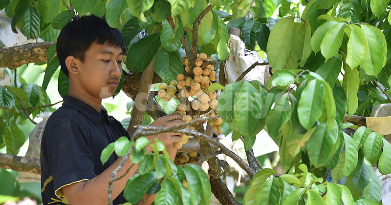 Manisnya Duku Rejoso Pasuruan: Si Mungil Berbiji Tipis Andalan Petani