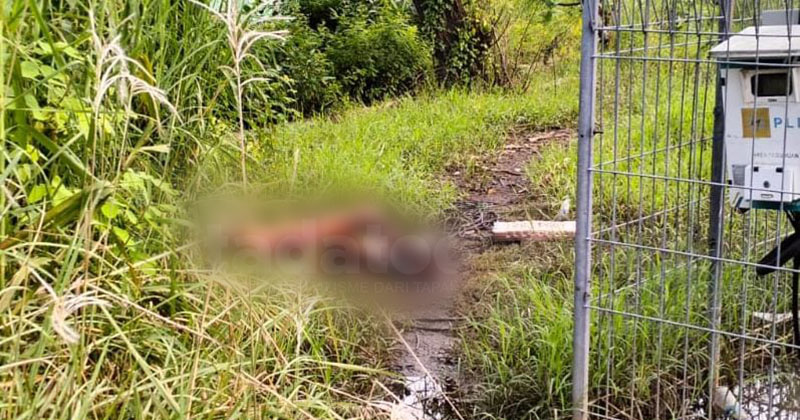 Jasad Perempuan 50 Tahun Ditemukan di Sawah Rejoso Pasuruan, Diduga Korban Penganiayaan