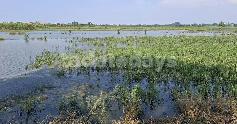 158 Hektare Sawah di Pasuruan Terendam Banjir, Terancam Gagal Panen