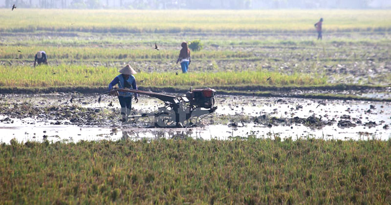 Oplah Digenjot, Pemkab Jember Bidik Luas Panen Naik hingga Tiga Kali