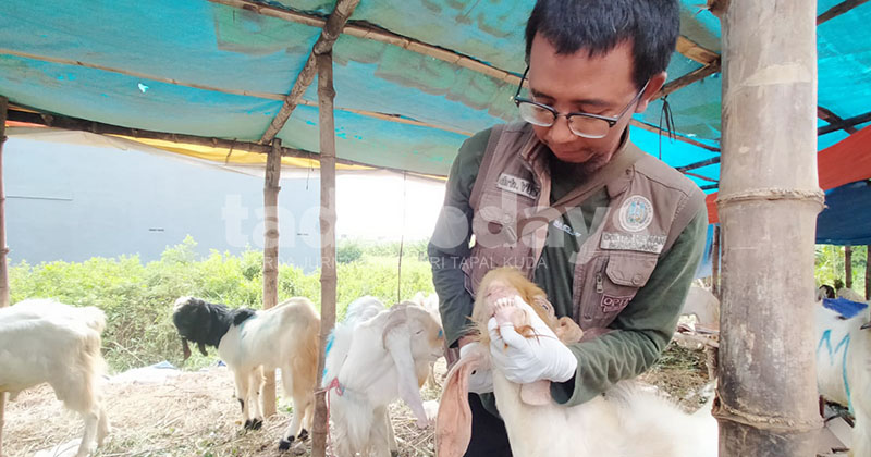 DPKP Kota Pasuruan Temukan Kambing Sakit Saat Sidak Hewan Kurban