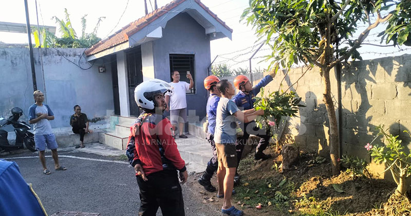 Monyet Liar Resahkan Warga di Jalan Maramis Kota Probolinggo, Sempat Ditangkap, tapi Kabur