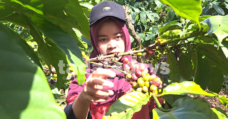Perkebunan Kahyangan Jember Mulai Tinggalkan Tumpangsari, Siapkan Hilirisasi Kopi